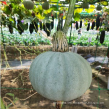 Round white  hybrid pumpkin seeds